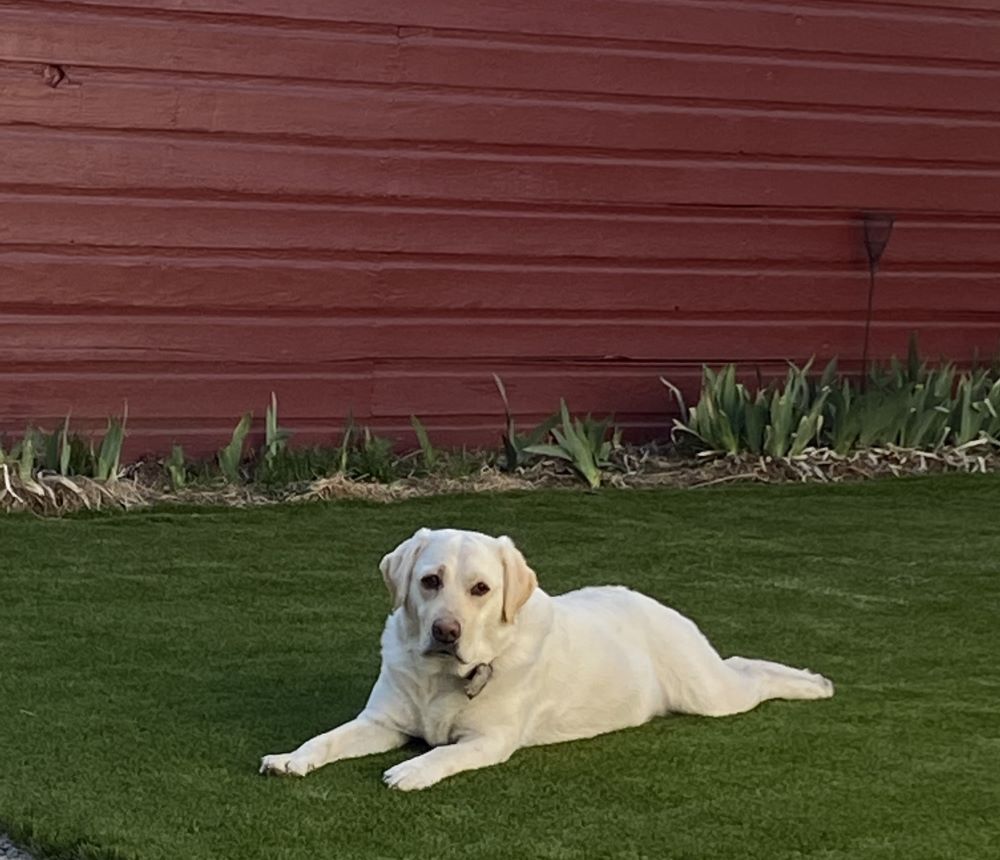 white dog on an artificial grass