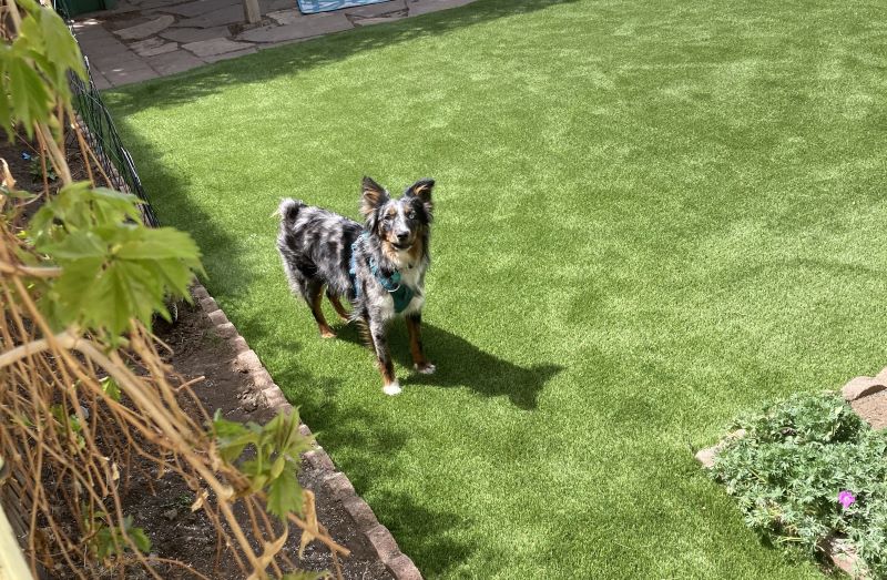 Synthetic Grass Safe for Dogs