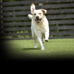 artificial grass for pet friendly
