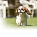 dog running on artificial grass yard