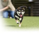 dog-8