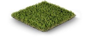 Cypress