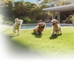 lifestyle-dogs-pets-artificial-turf-distributors-4-2