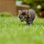 can on an artificial grass