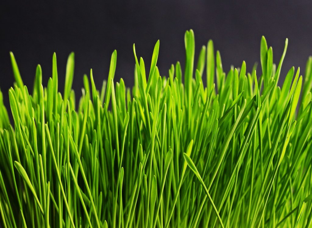 Where to Buy Synthetic Grass