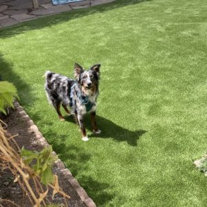 Is Synthetic Grass Safe for Dogs